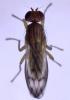 Opomyza germinationis